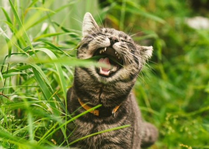 Tak Perlu Khawatir, Kucing Makan Rumput Memiliki 3 Manfaat yang Baik Untuk Kesehatan Tubuhnya