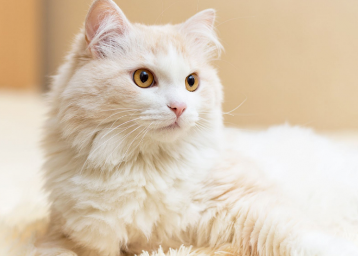 Simak 5 Ras Kucing Terlucu dan Tercantik Berikut Ini, yang Dapat Menceriakan Hari-Harimu!