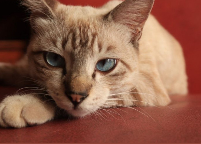 Kenapa Kucing Mengedipkan Sebelah Matanya? Ternyata ini 4 Alasannya; Salah Satunya Masalah Kesehatan!