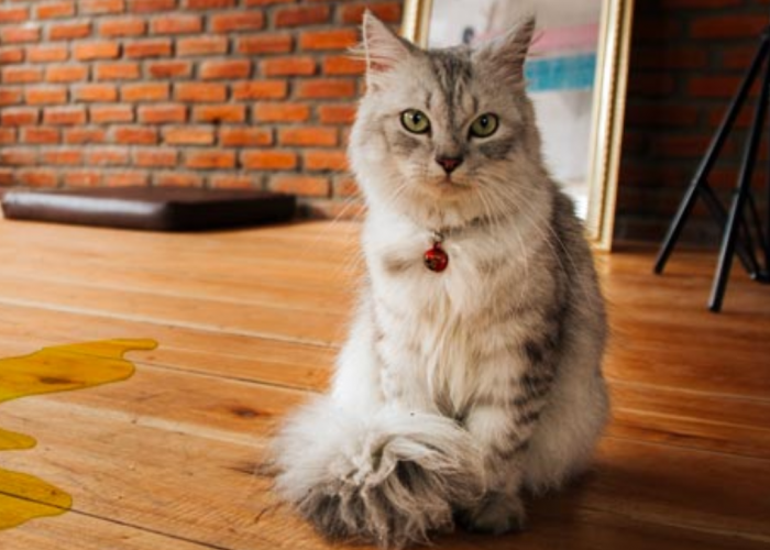 Kucing Kencing Warna Hijau? Yuk Ketahui 6 Penyebab Anabul Buang Air Berwarna Hijau Berkikut
