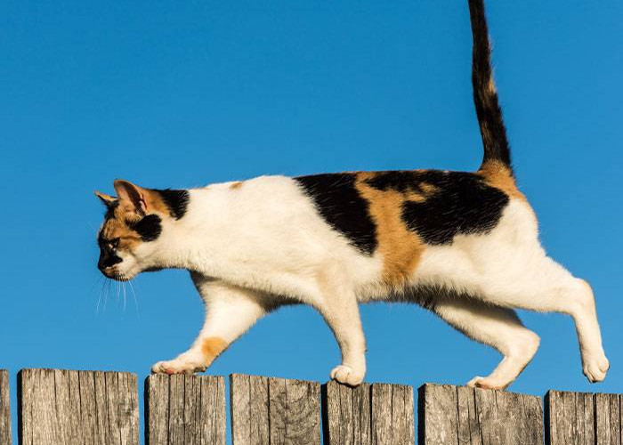 Bukan Hanya Sebatas Pelengkap, Inilah 5 Fungsi Ekor Kucing yang Ternyata Sangat Penting