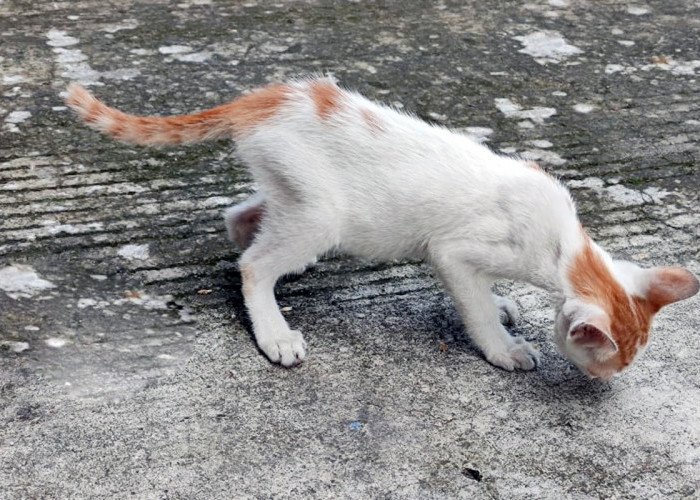 Kenapa Kucing Kampung Jarang Sakit? Cat Lovers Harus Tahu, Simak Jawabannya Di Sini!