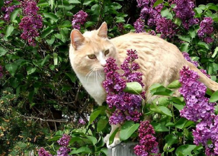 Kucing Suka Berak Di Teras Rumahmu? Ini Nih 7 Tanaman Pengusir Kucing Yang Ampuh Agar Kucing Tidak Berak Lagi 
