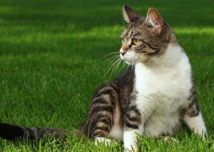 Pertanda Kucing Membawa Anaknya Ke Rumah, Benarkah Membawa Rezeki dan Keberuntungan?