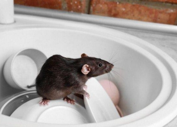 Bingung Mengetahui Tanda Keberadaan Tikus di Rumah? Ketahui 5 Tanda-tanda Tikus Bersarang Yu!