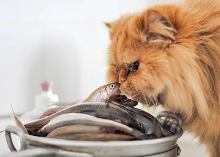 Berikut Ini 3 Ikan yang Cocok Diberikan Kepada Kucing Peliharaan, Terdapat Kandungan yang dibutuhkan Anabul