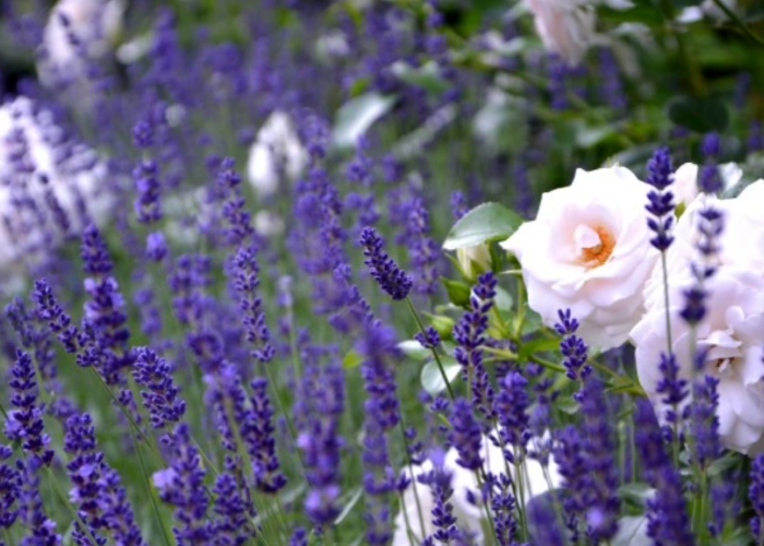 Bikin Wangi! Inilah 6 Jenis Tanaman Hias Bunga Beraroma Harum yang Bisa Jadi Pengharum Ruangan Alami