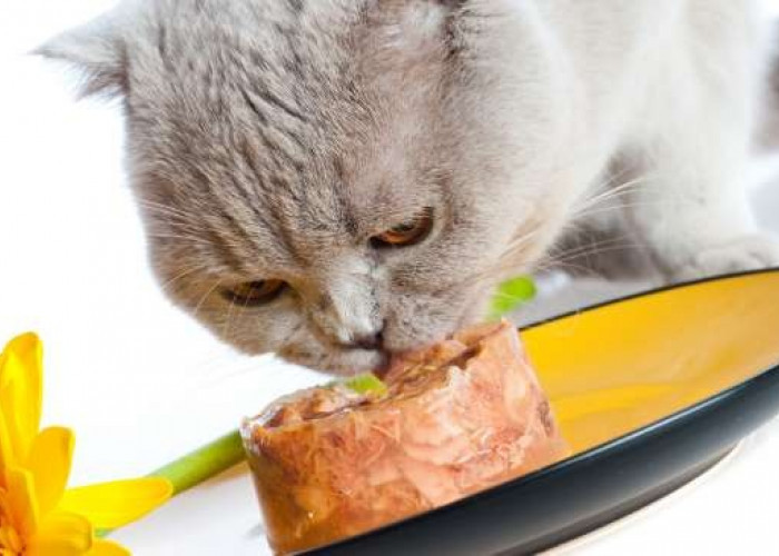 3 Cara Membuat Makanan Kucing Bikin Nafsu Makan Bertambah! Pecinta Kucing Coba Buat Yu..
