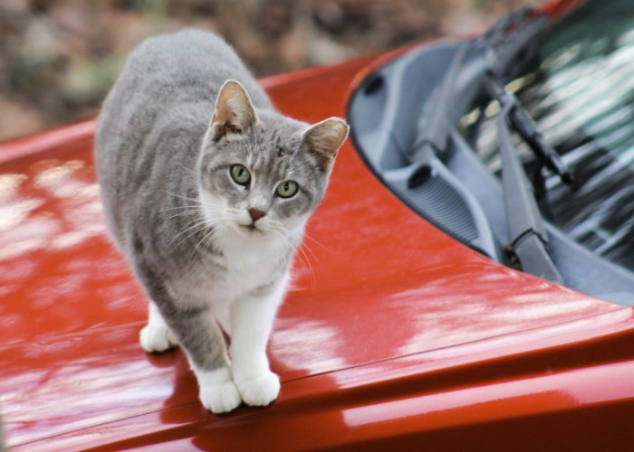 Kucing Sering Tidur di Atas Mobil, Bikin Baret Cat, Ini 3 Cara untuk Mencegahnya