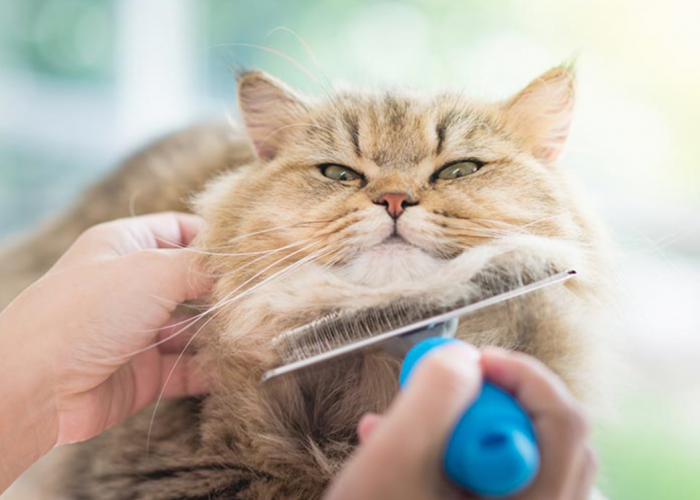 Ikutin 7 Cara Grooming Kucing Sendiri di Rumah, Jaga Kebersihan dan Kesehatan Anabul
