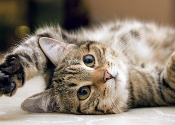 Simak Cirinya! Ini 3 Jenis Emosi Kucing, yang Perlu Dipahami para Pemilik Kucing