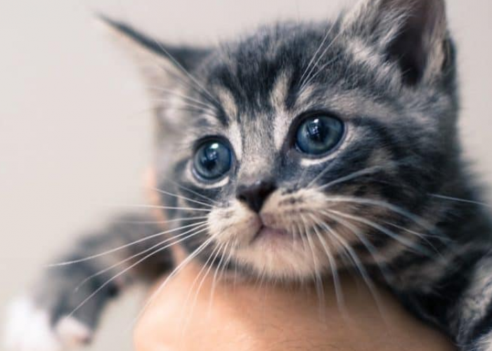 Apakah Kita Tidak Boleh Menyentuh Anak Kucing? Ini 4 Fakta Tentang Anak Kucing yang Perlu Kita Ketahui!