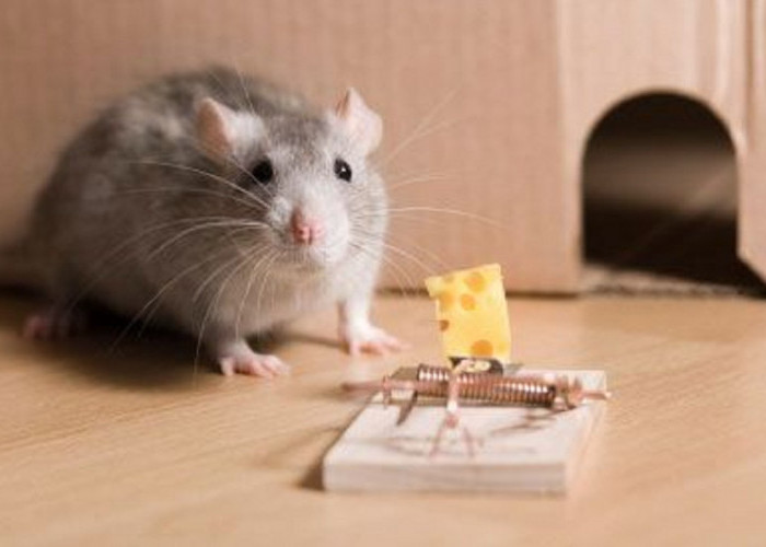 Praktis dan Ampuh! Berikut 5 Cara Mencegah Tikus Masuk Ke Dalam Rumah