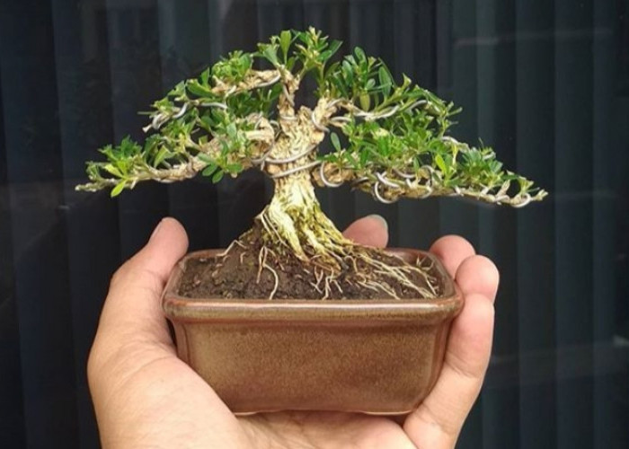 7 Cara Memelihara Bonsai untuk Pemula, Solusi Tepat Menambah Kesegaran Rumah