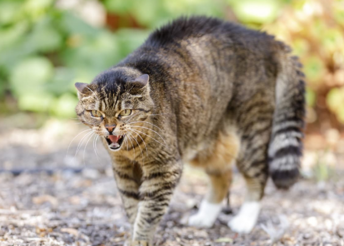 Tanda Kucing Marah Ekornya Seperti Apa? Simak 5 Bahasa Ekor Kucing yang Perlu diketahui Pemiliknya!