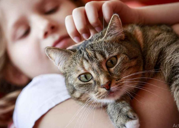 Ini 5 Manfaat Kesehatan Memelihara Kucing yang Sering DIsepelekan, Salah Satunya Bisa Mencegah Struk!