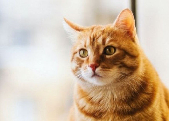 Mengapa Kucing Suka Menatap Kita Lama? Ternyata Inilah 5 Arti Tatapan Kucing yang Penuh Makna