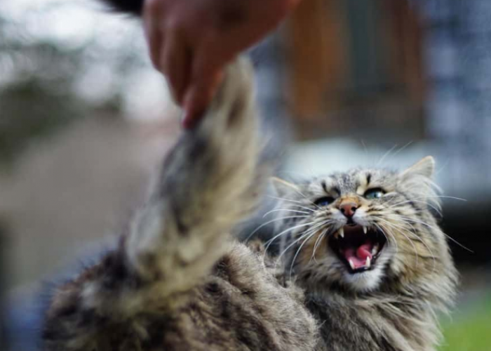 Stop Usil ke Anabul! Inilah 5 Bahaya Menarik Ekor Kucing, Bisa Bikin Anabul Lumpuh 