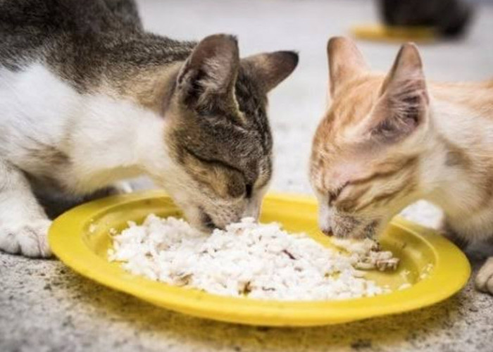 8 Makanan yang Cocok untuk Kucing Kampung, Ternyata Tidak Cocok Dikasih Nasi