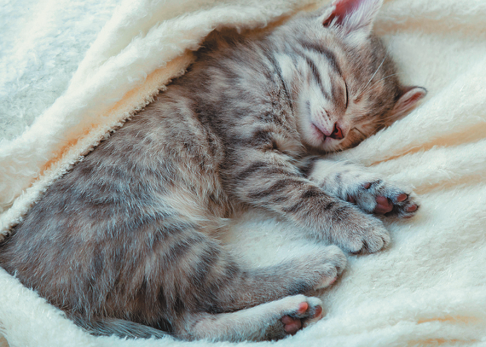 Berapa Jam Kucing Tidur Sehari? Ternyata Ini Alasan Kenapa Kucing Terlihat Tidur Terus