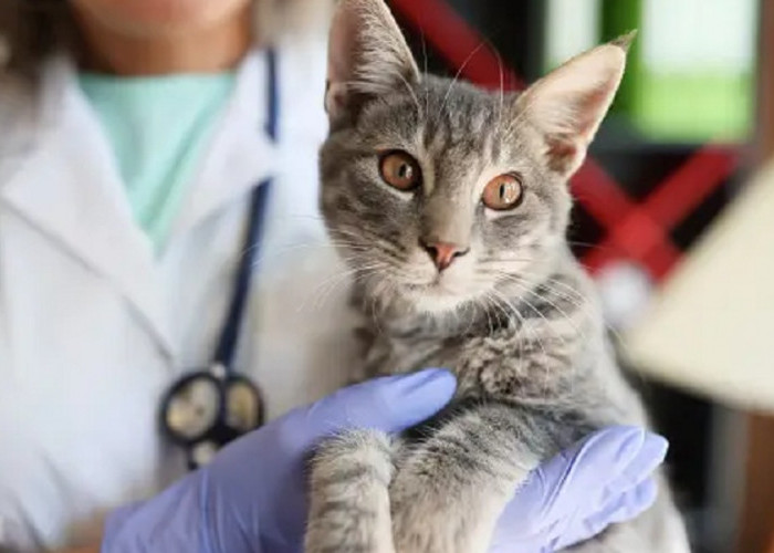 5 Ciri-Ciri Kucing Sakit Yang Harus Segera di Obati! Kenali Ciri Cirinya Disini Yuk Catlovers!