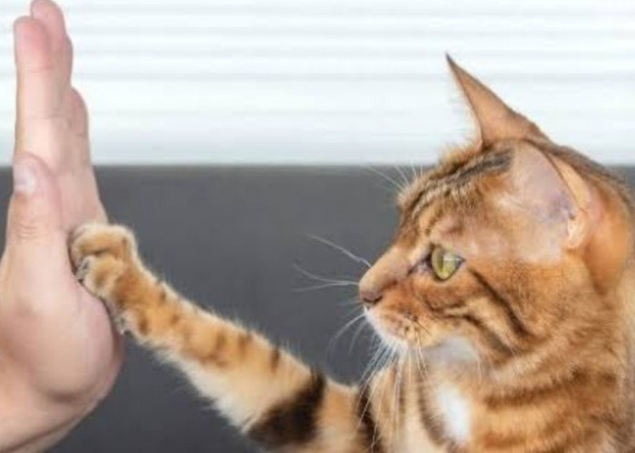 Mudah Dimengerti! Ini 5 Cara Efektif untuk Berkomunikasi dengan Kucing Anda