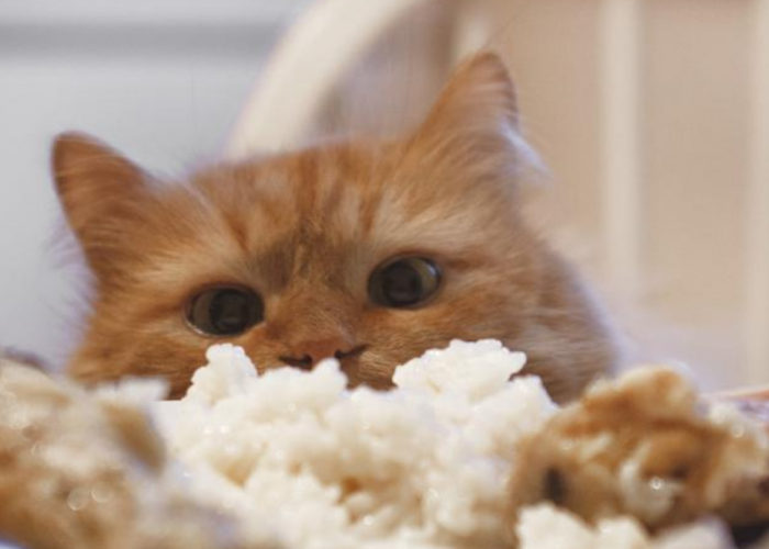 Apakah Kucing Anggora Boleh Makan Nasi? Awas! Jangan Asal Kasih Anabul Makanan 