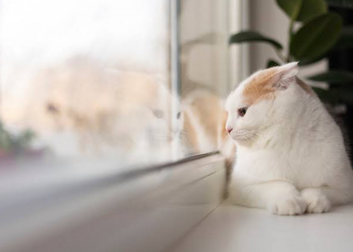 3 Cara agar Bulu Kucing Anggora Tidak Mudah Rontok, Lakukan Hal Sederhana Ini
