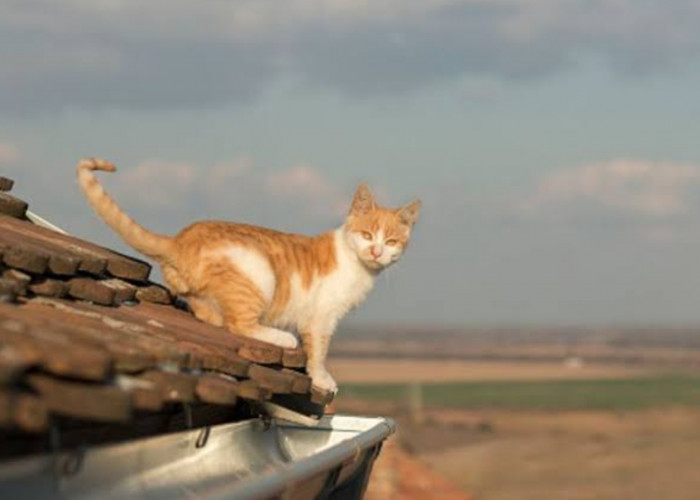 6 Tips Cara Mengusir Kucing Liar dari Plafon yang Bikin Berisik dan Terbangun di Malam Hari