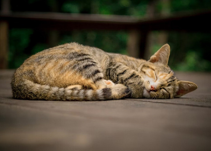 7 Hal Yang Membuat Kucing Liar Betah Berada di Teras Rumahmu, Ternyata Karena Hal Ini!
