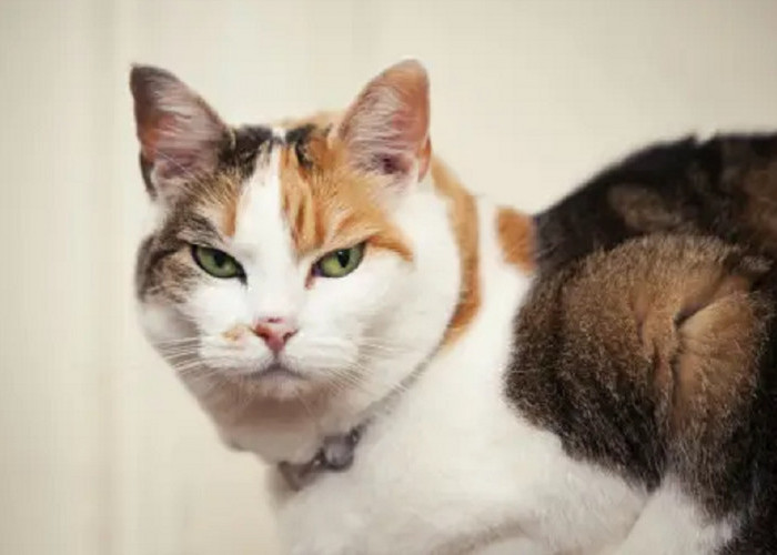 Yuk Cari Tahu 5 Tanda Kucing Sedang Tidak Bahagia, Pemilik Anabul Wajib Peka!