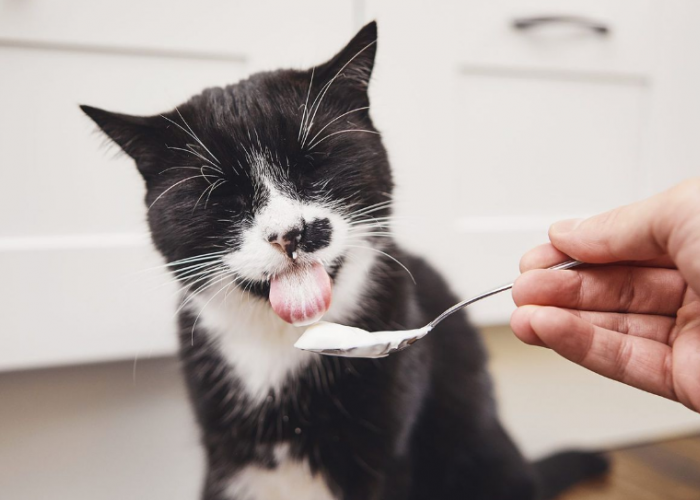 No. 2 Paling Mudah Diolah! Ini 5 Makanan Rumahan Favorit Kucing Liar, yang Ternyata Bagus Untuk Bulu