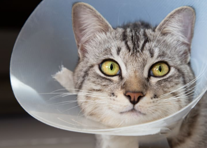 Sering Disepelekan! Berikut 4 Manfaat Sterilisasi Kucing Kampung, yang Wajib Diketahui Pemilik Kucing