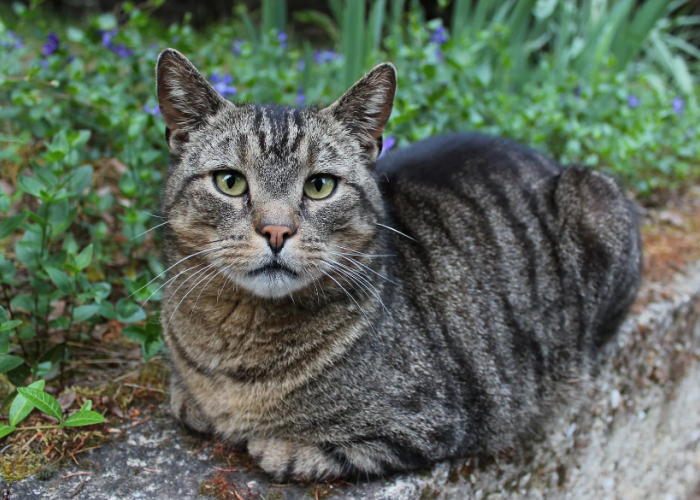 Ternyata Penting! Ini 4 Manfaat Pelihara Kucing Liar atau Kucing Kampung, yang Masih Jarang diketahui!