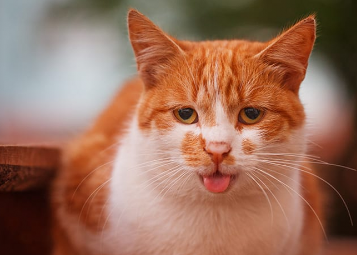 Inilah 6 Alasan Kenapa Kucing Bernapas Cepat, Waspadai karena Bisa Mengancam Nyawa Anabul