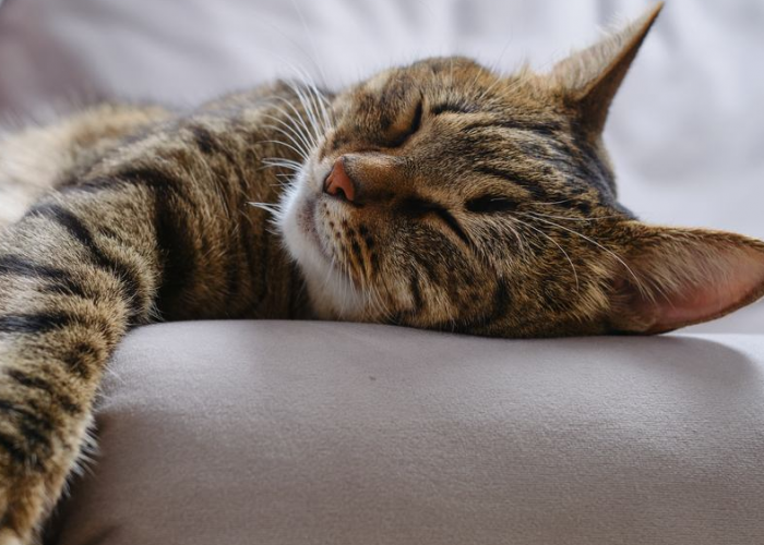 Tidur Bersama Kucing Ternyata Bikin Sehat? Simak 6 Manfaat Tidur dengan Kucing yang Jarang Diketahui Berikut 