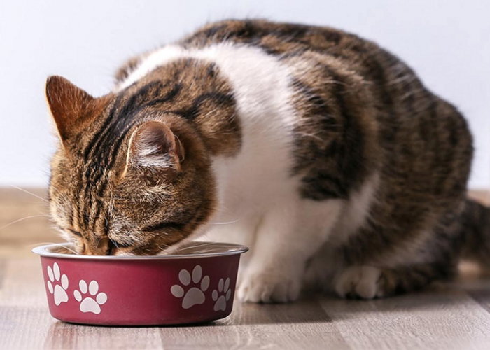 Cara Membuat Makanan Kucing Sendiri di Rumah, Mudah dan Murah!