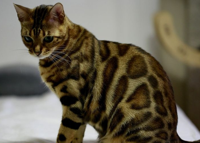 Inilah 4 Cara Mengatasi Kucing Kesayangan Mencret dengan Alami yang Harus Diketahui oleh Pecinta Anabul