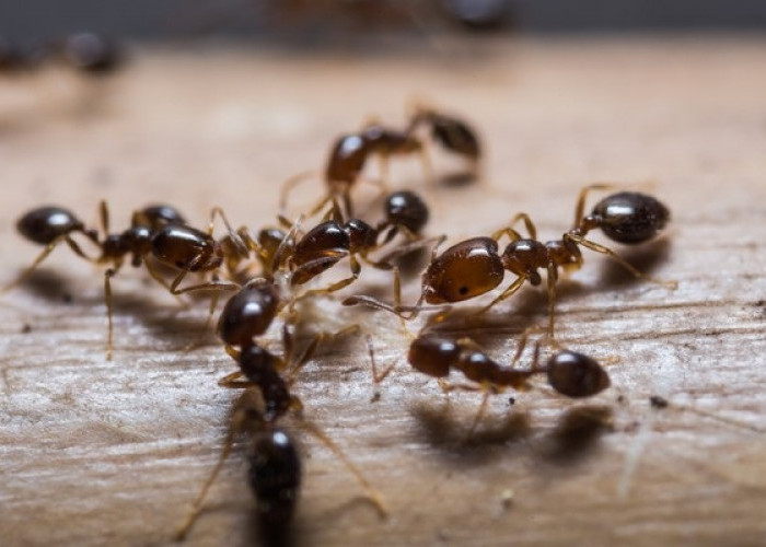 Semut Bisa Menjadi Penyebab Kerusakan Mental! Inilah 4 Masalah yang Dibawa Semut Ketika di Dalam Rumah