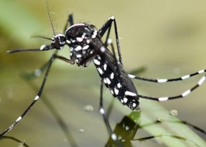 Inilah 5 Sarang Nyamuk di Rumah, Ancaman Tersembunyi yang Harus Diwaspadai!