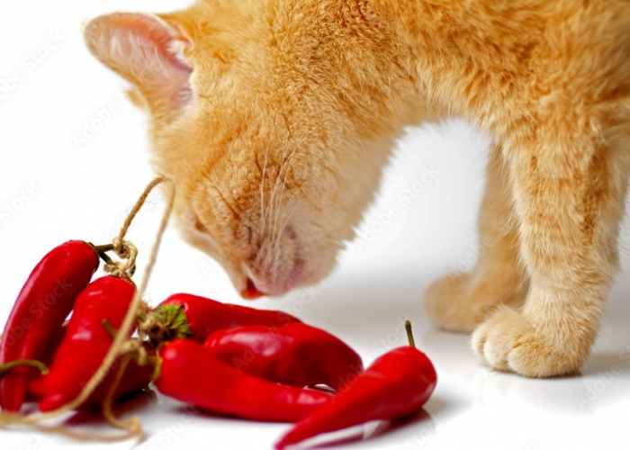Apakah Kucing Boleh Makan Pedas? Ternyata Ini Efek Rasa Pedas pada Anabul!