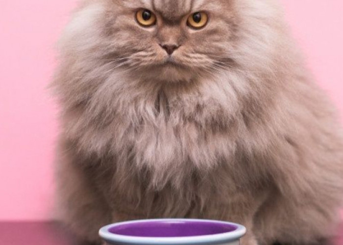 Inilah 7 Makanan Terbaik Untuk Melebatkan Bulu Kucing Persia! Nomor Terakhir Paling Jitu