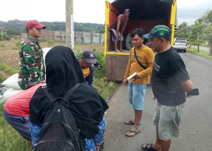 Pastikan Petani Raih Hasil Panen yang Layak, Babinsa Panawuan Turun Dampingi Bulog