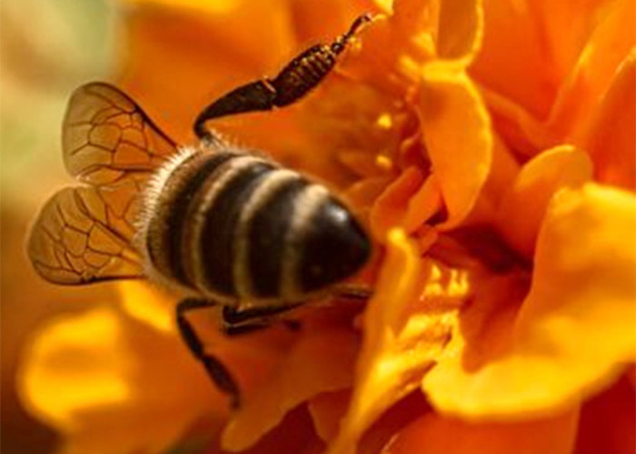 Mengungkap Misteri Siklus Hidup Lebah: Keajaiban Kehidupan Lebah dalam Ekosistem