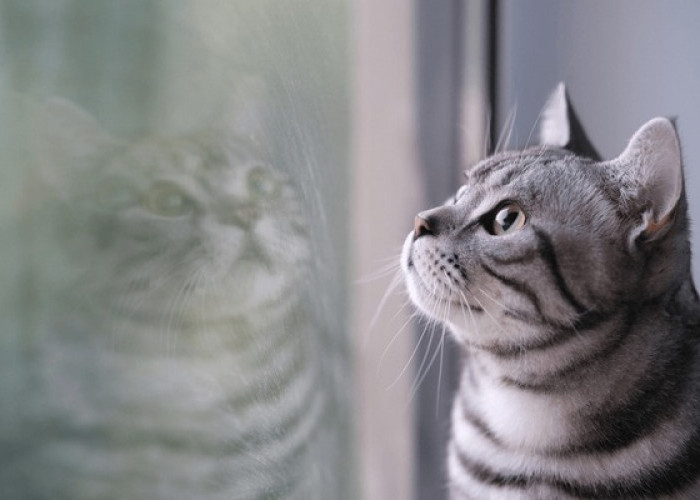 Bersahabat dan Mudah Dijinakkan, Ini 5 Ras Kucing yang Cocok Dipelihara Pemula, Lucu dan Gemas!