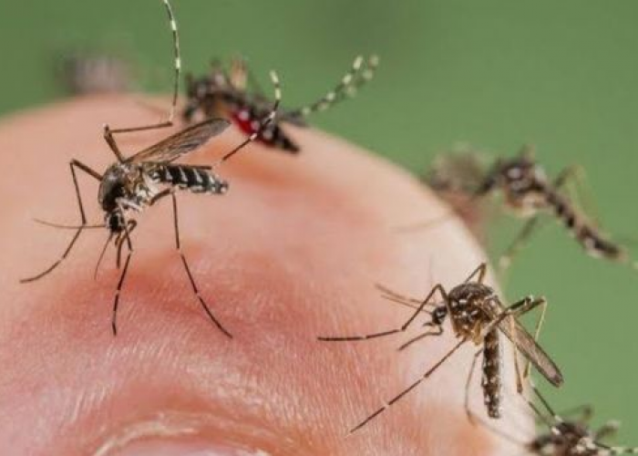 Dijamin Bebas Dari Gigitan Nyamuk! Ikuti 6 Cara Membasmi Nyamuk Paling Instan Dan Ampuh 