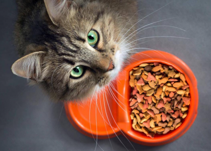 Kapan Kucing Bisa Makan Makanan Kering? Inilah Jenis Makanan Kucing Sesuai Usianya