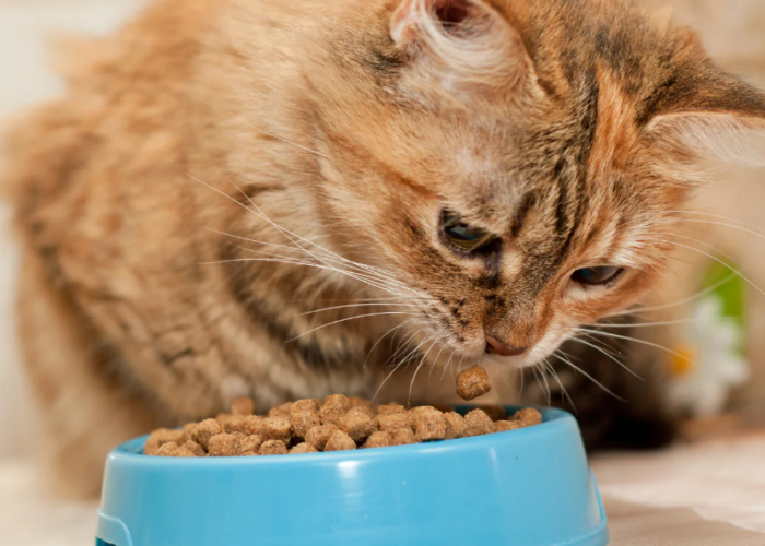 Caramu Salah! Ini 7 Alasan Kucing Sering Menyisakan Makanannya, Serta Cara Mengatasinya