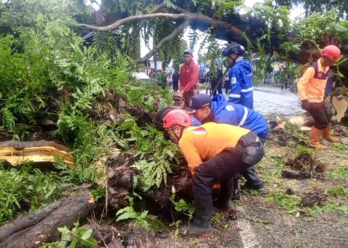 Pohon Asem Tumbang di Sampora, Tutup Jalan Utama Cirebon-Kuningan dan Timpa Bangunan