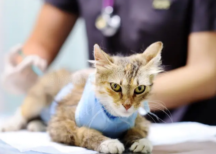 Apakah Bisa Steril Kucing Tanpa Operasi? Inilah 2 Alternatif Mengatasi Anabul Doyan Hamil